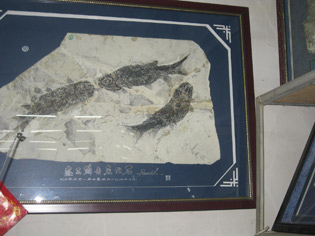 特殊鱼类化石